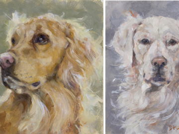 Golden Retriever + English Retriever Pet Portraits