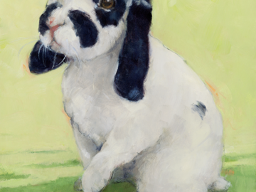 Lop Rabbit