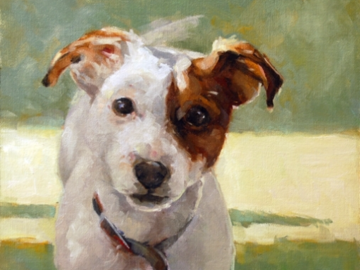 Portrait of Jack Russell Terrier