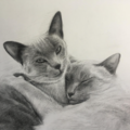 Experienced Pet Portrait Artist - Nationwide