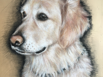 Golden Retriever, pastel