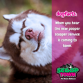 ScoopTown - Central PA Pooper Scoopers - Silver Spring, PA