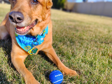 Friendly dog with a Doo Away tennis ball