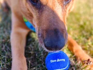 Friendly dog with a Doo Away tennis ball