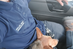 Request Quote: First Class Transport And Services - Pet Movers - Buchanan, TN