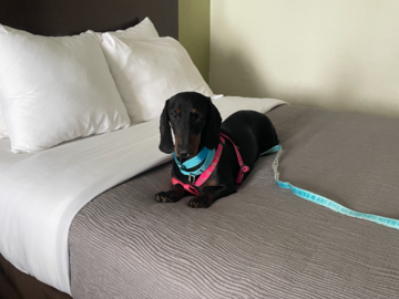 Oso relaxing on the bed after a very long day of traveling.