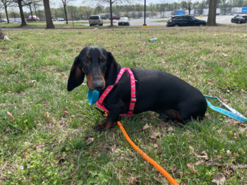 Oso taking a potty break. This guy flew from Milan, Italy to JFK in NY. I picked him up in Long Island, NY and drove with him to Alabama. He was the bestest boy!!  