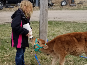 From when I was little I was feeding my first calf 