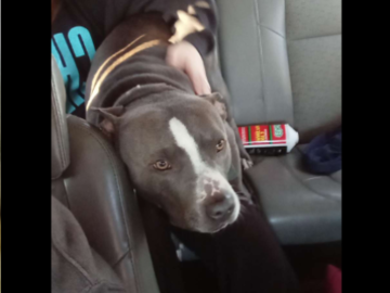 my uncles dog Mia shes is a pitbull but super friendly 