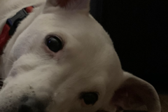 Request Quote: Royce’s Dog Walking Service - Bakersfield, CA