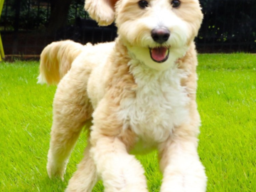 Pet Photographer Atlanta GA