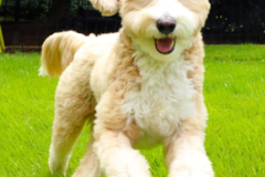 Request Quote: Professional Pet Photographer - Atlanta, GA