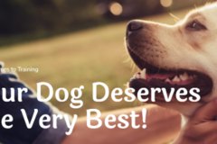 Request Quote: The Service Dog Team Academy - Dog Trainers  - Rockwall, TX