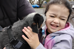 Request Quote: Dog Pooper Scooper  - Santa Rosa, CA