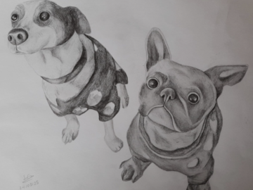 Graphite pet portrait commission of a Frenchie & a Jack Russell