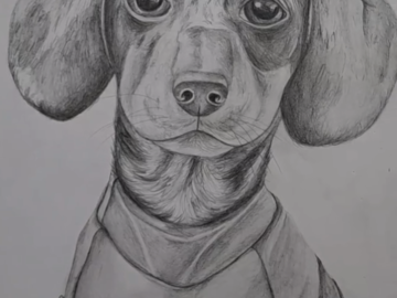 Graphite portrait of a beautiful dachshund puppy. 