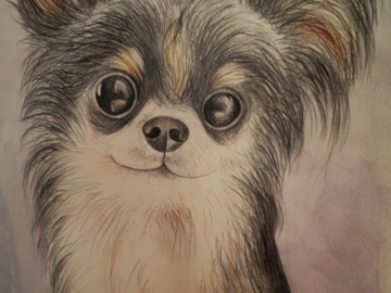 Colour pencil commission of a chihuahua.