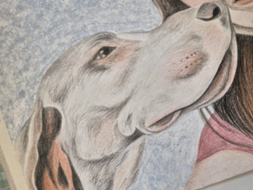 Colour pencil greyhound commission