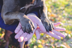 Request Quote: Whisker & Howl – Professional Pet Photographer - Sacramento, CA