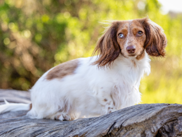 Beautiful dachshund