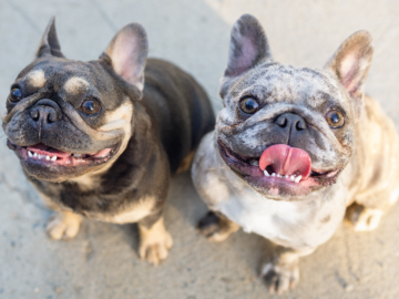 Rescue frenchies
