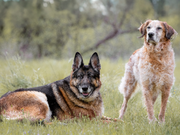 GSD and cattle dog mix