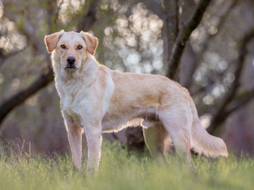 Yellow lab and golden mix