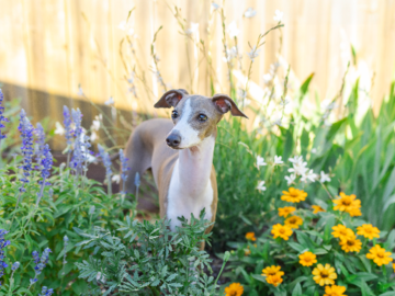 Italian Greyhound puppy