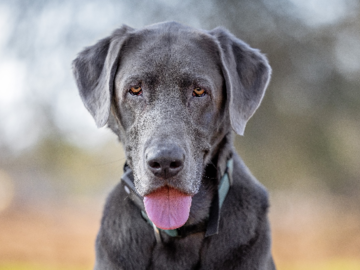 Silver lab