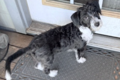 Request Quote: Christophor Fuentes - Pet Taxi Service - Houston, TX