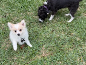 Canelo and Lupita playing