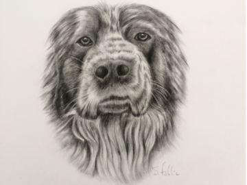 Custom Pet Portrait in Pencil