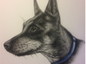 Custom Pet Portait in Colored Pencil