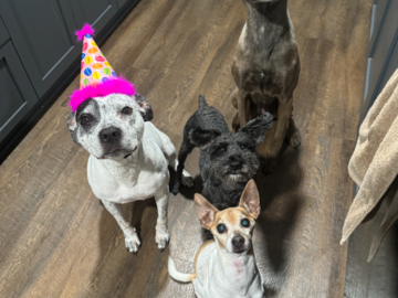 My teachers - my crew of pups
