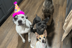 Request Quote: Healing With Fresh Foods - Animal Nutritionist - Nationwide