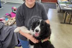 Request Quote: Certified Canine Massage Therapist  - Bloomington, IL