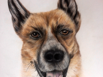 Custom Pet Portrait in Colored Pencil