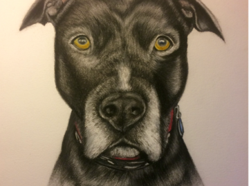Custom Pet Portrait in Colored Pencil