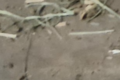 Request Quote: Jason Knox - VIP and Group Transports For All Animals - Nationwide