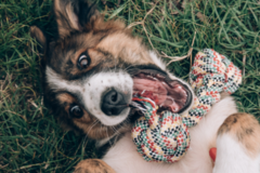 Request Quote: Certified Holistic Animal Health Coach - Nationwide