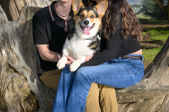 Request Quote: Cindy Kelleher Photo - Pet Photography - San Jose, CA