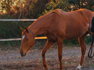 Animal Reiki Blufton South Carolina