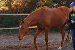 Request Quote: Spotted Horse - Pet Distance Reiki - Animal Communication - Nationwide