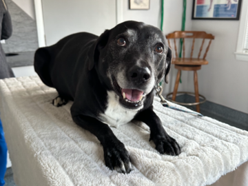 Senior Pet for annual exam