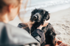 Request Quote: Dr Cory's Guiding Light - In Home Pet Euthanasia - Norwood, NJ