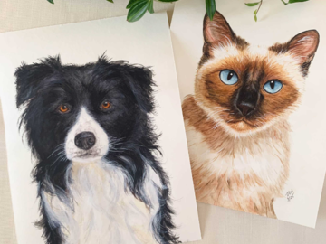 Pet Portraits On White Background