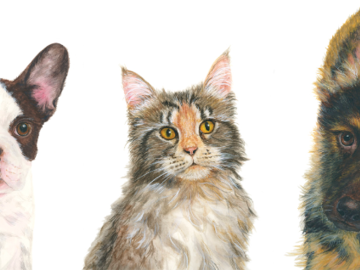 Dogs & Cat