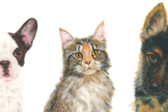 Request Quote: Custom Hand-Painted Watercolor Pet Portraits - Newtown, CT