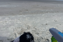 Request Quote: Loving Reliable Pet Care - Dog Walking and Pet Sitting - Dunwoody, GA