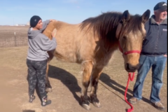 Request Quote: Gentle Animal Reiki Healing - Nationwide